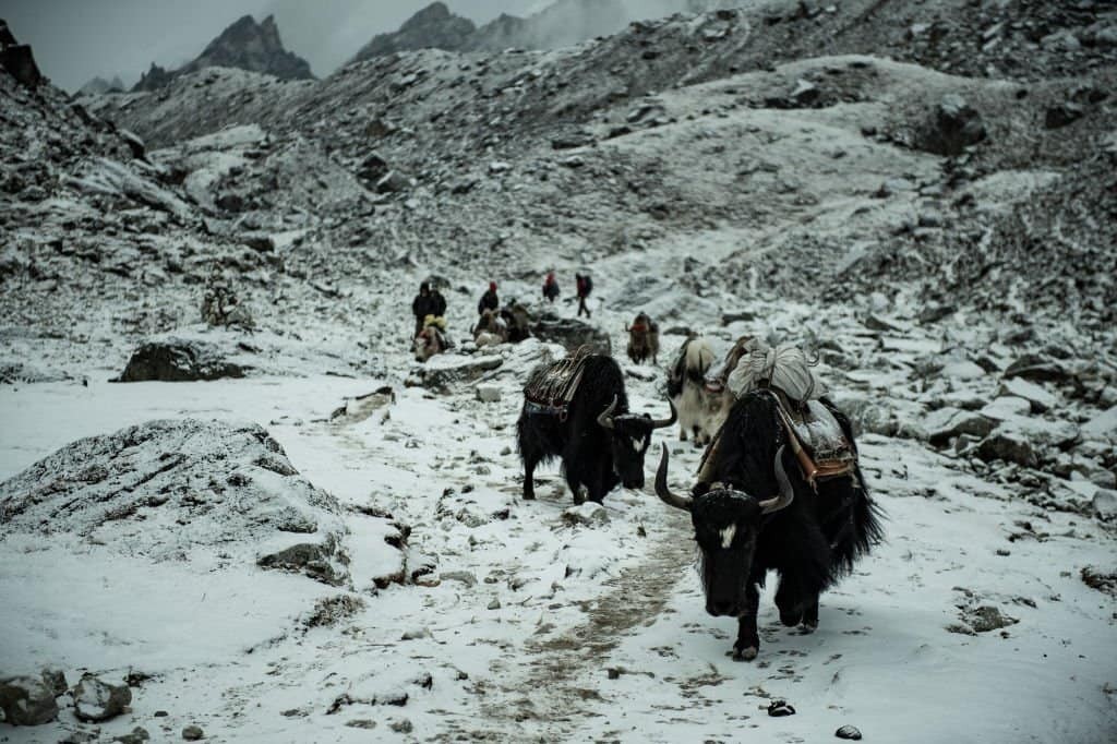 Yak to Everest Region Trek